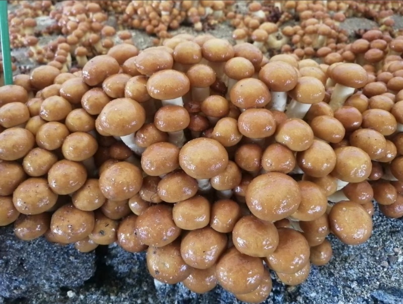 黑龙江一手货源干滑子蘑各种规格货源充足热卖中