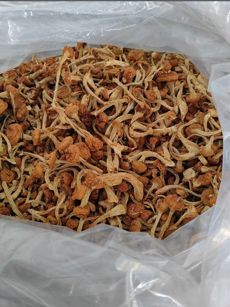 黑龙江一手货源干滑子蘑各种规格货源充足热卖中