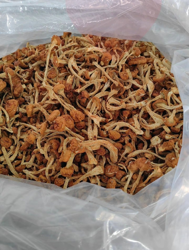 黑龙江一手货源干滑子蘑各种规格货源充足热卖中