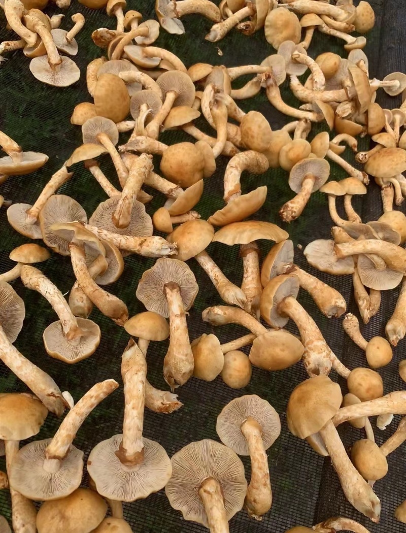 黑龙江一手货源干滑子蘑各种规格货源充足热卖中