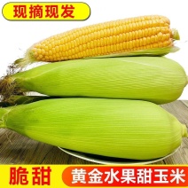 【质优】精品甜玉米品质保证现摘现发一手货源量大从