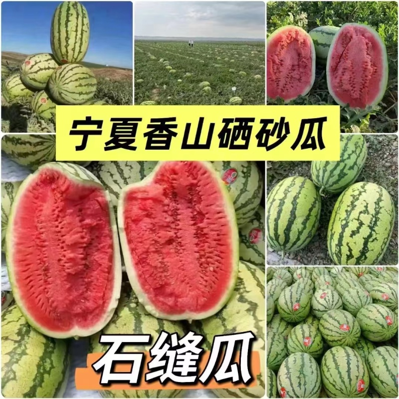 【产地直发】宁夏硒砂瓜大量供应包熟包甜大吨位发货
