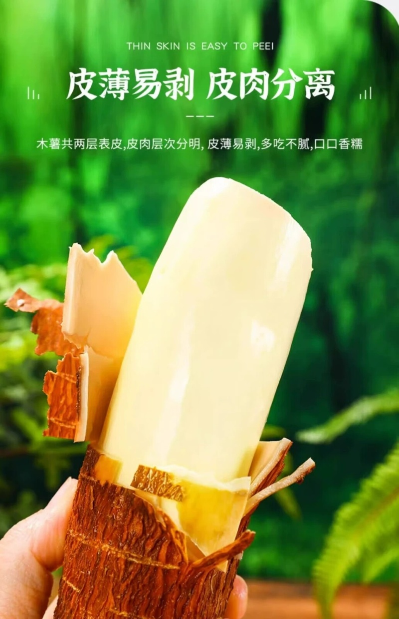 正宗“华南9号”黄金木薯，大基地种植，精品质量！