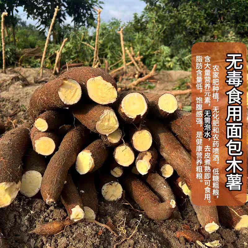 正宗“华南9号”黄金木薯，大基地种植，精品质量！