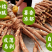 正宗“华南9号”黄金木薯，大基地种植，精品质量！
