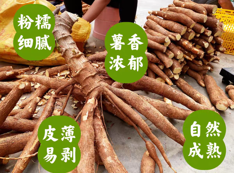 正宗“华南9号”黄金木薯，大基地种植，精品质量！