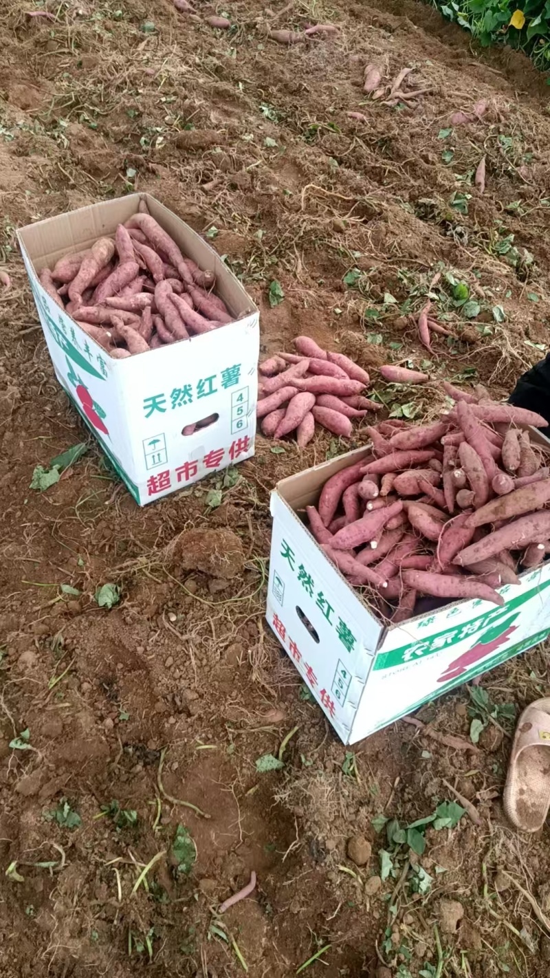 【牛商优选】天然红薯现挖现发对接商超电商大量供应