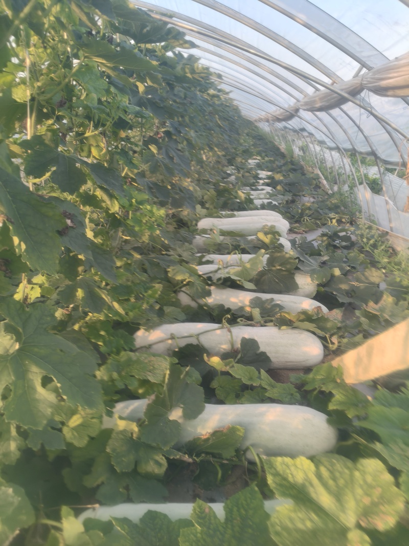 芜湖弋江区精品长白条冬瓜肉厚耐运输实力供应