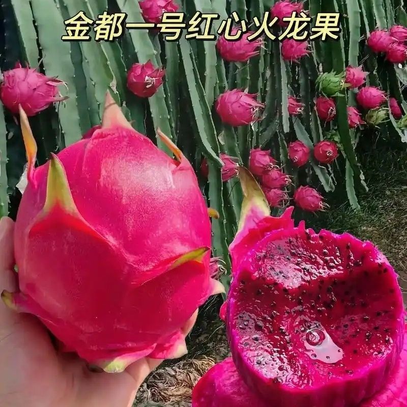 『精选』金都一号火龙果广西一手货源抖音快手淘宝一件代发