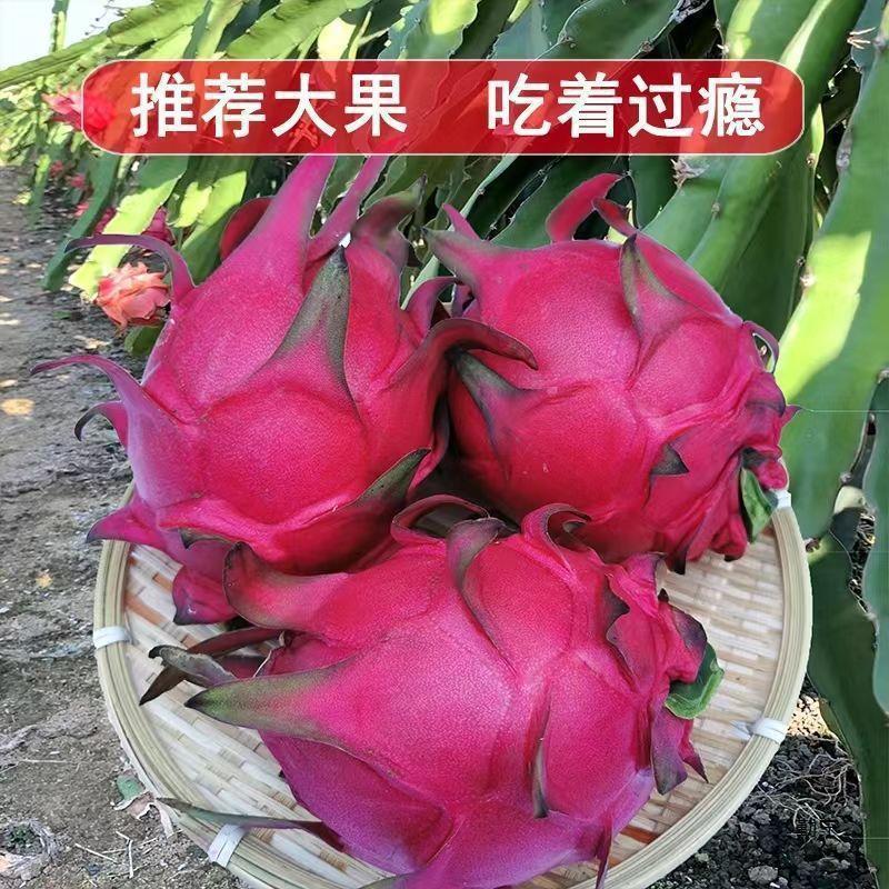 『精选』金都一号火龙果广西一手货源抖音快手淘宝一件代发
