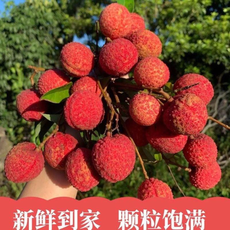 肉厚多汁】白糖罂荔枝香甜可口汁水丰富一手货源大量