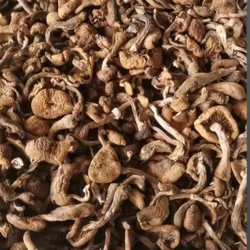 黑龙江一手货源野生榛蘑各种规格货源充足热卖中