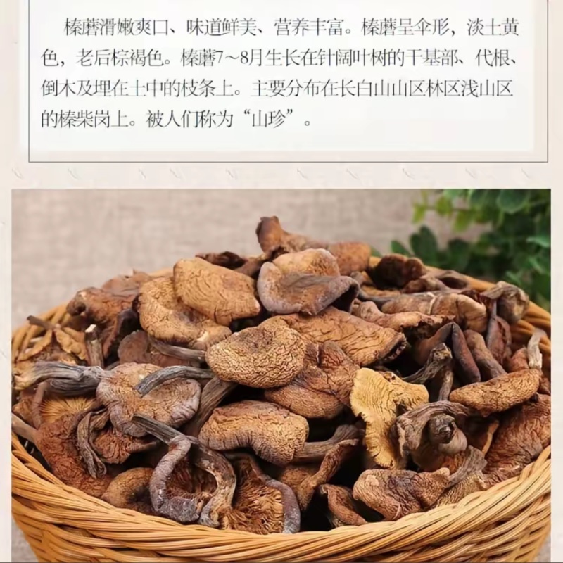 黑龙江一手货源野生榛蘑各种规格货源充足热卖中