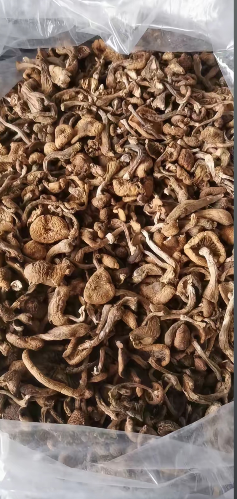 黑龙江一手货源野生榛蘑各种规格货源充足热卖中