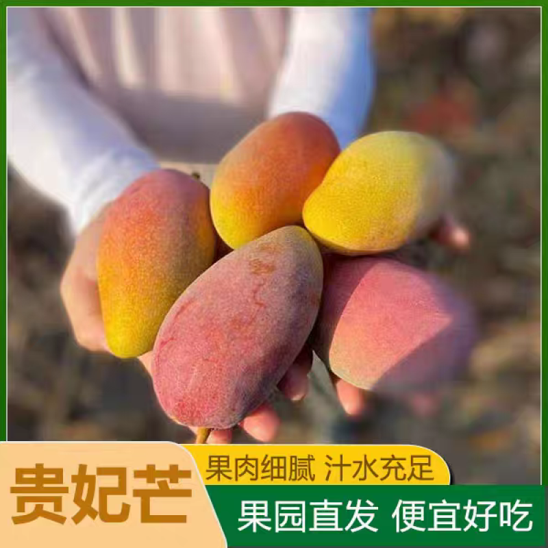『实力』广西百色贵妃芒基地直发对接电商团购供应链一条龙