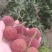 无核荔枝