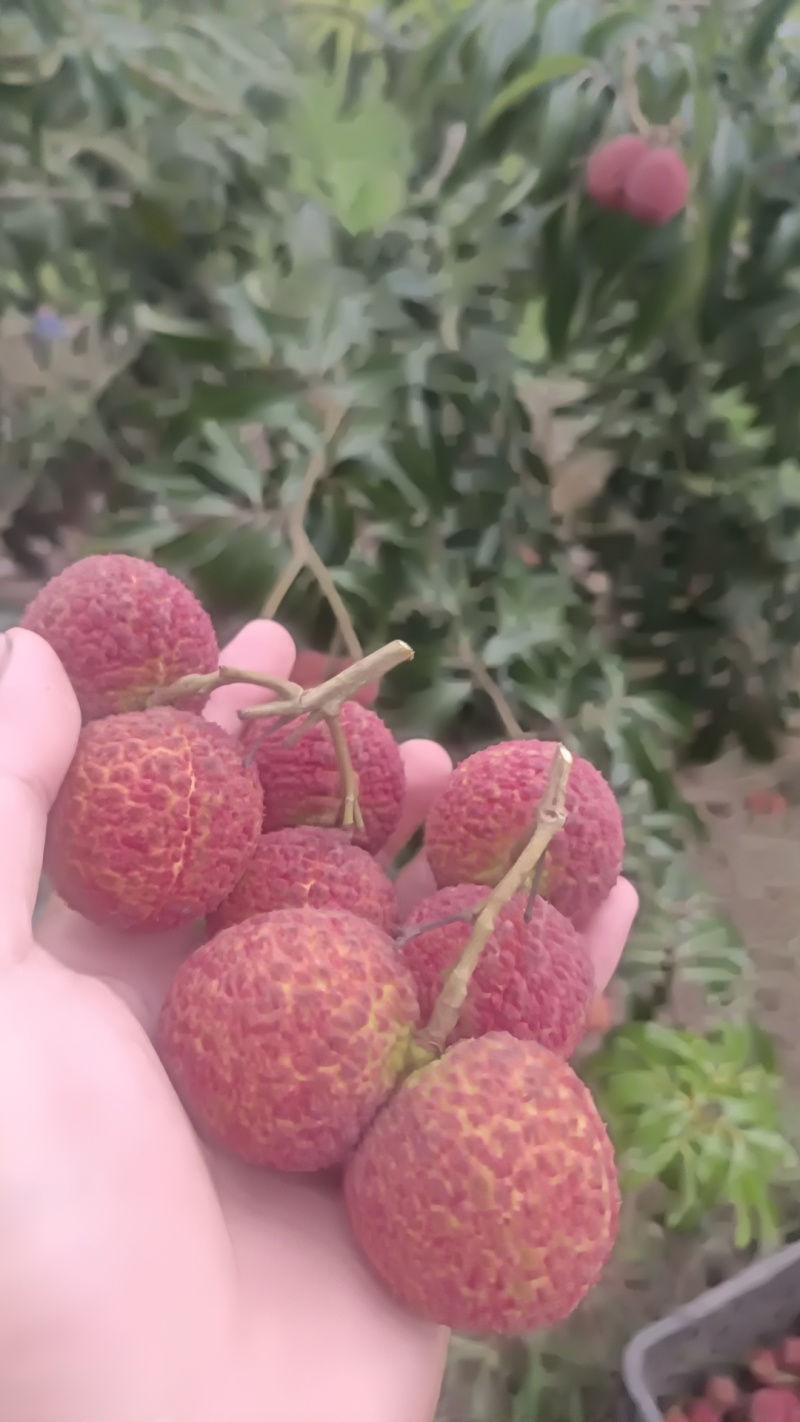 无核荔枝