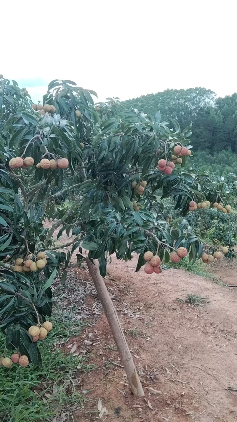 无核荔枝
