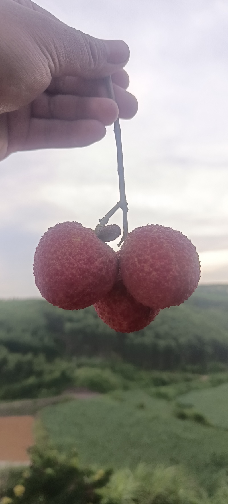 无核荔枝
