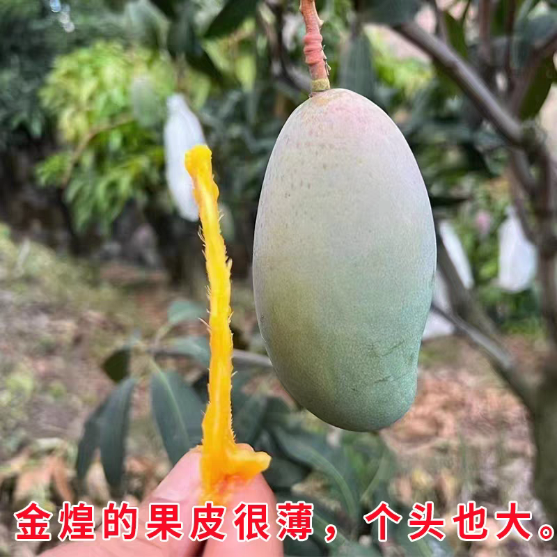 『实力』广西金煌芒基地直发对接商超团购供应链一条龙服务