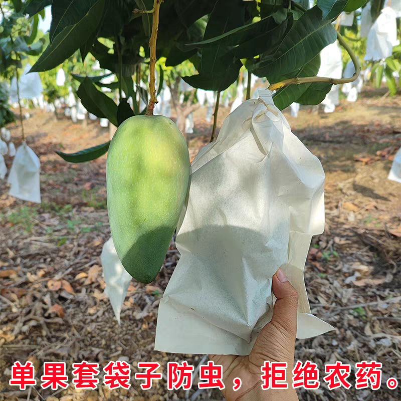 『实力』广西金煌芒基地直发对接商超团购供应链一条龙服务