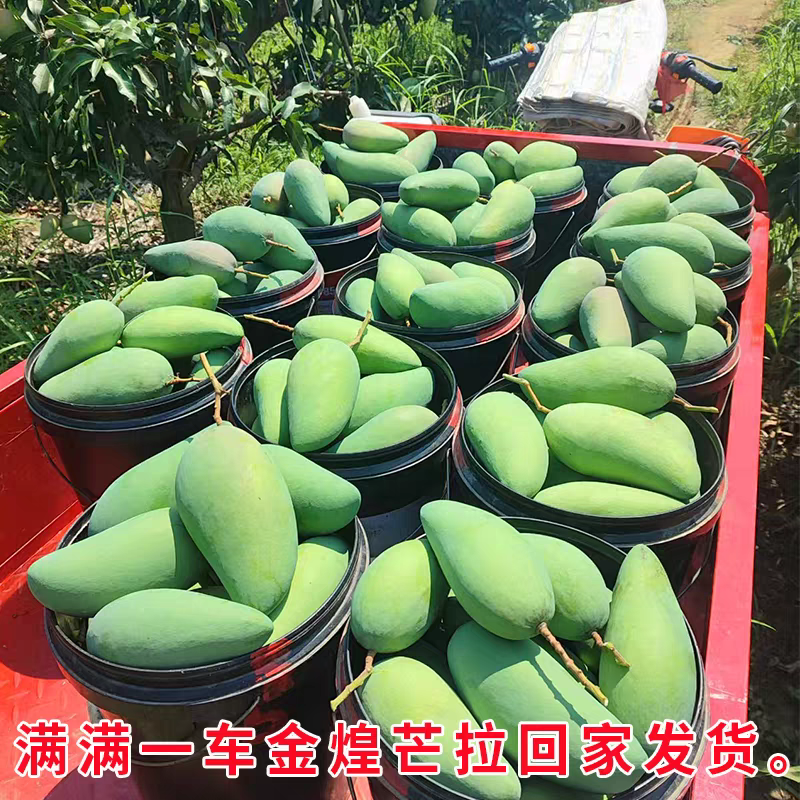 『推荐』广西金煌芒基地直发对接商超团购供应链一条龙