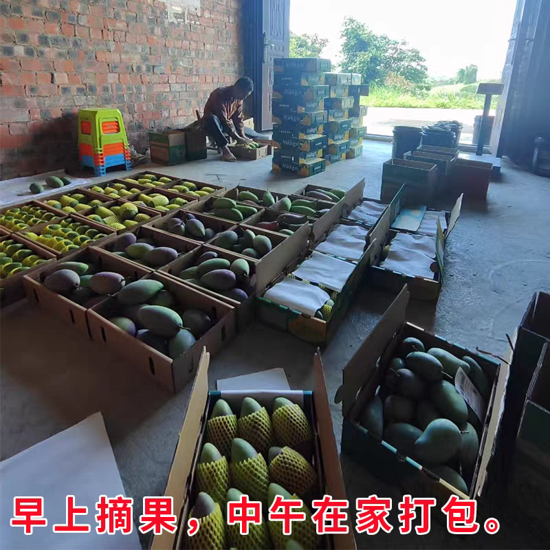 『精选』广西金煌芒基地直发抖音快手淘宝一件代发