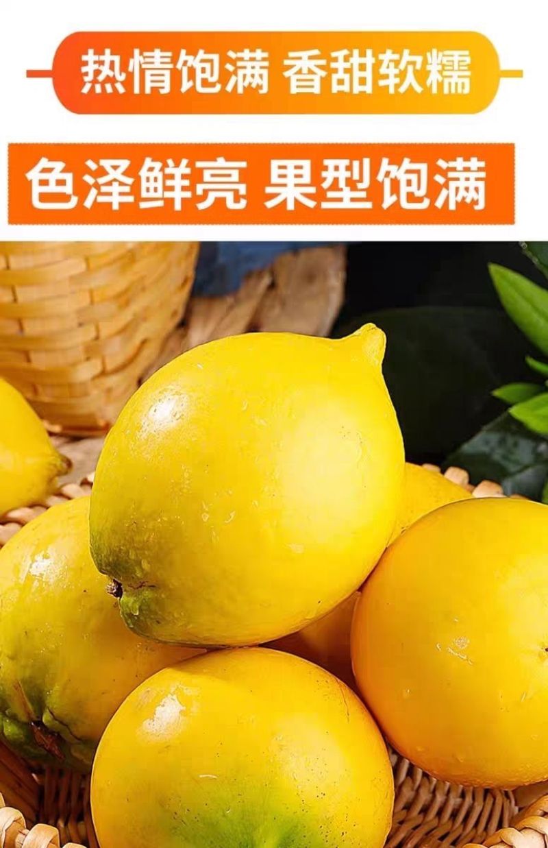 海南黄晶果批发全国发货