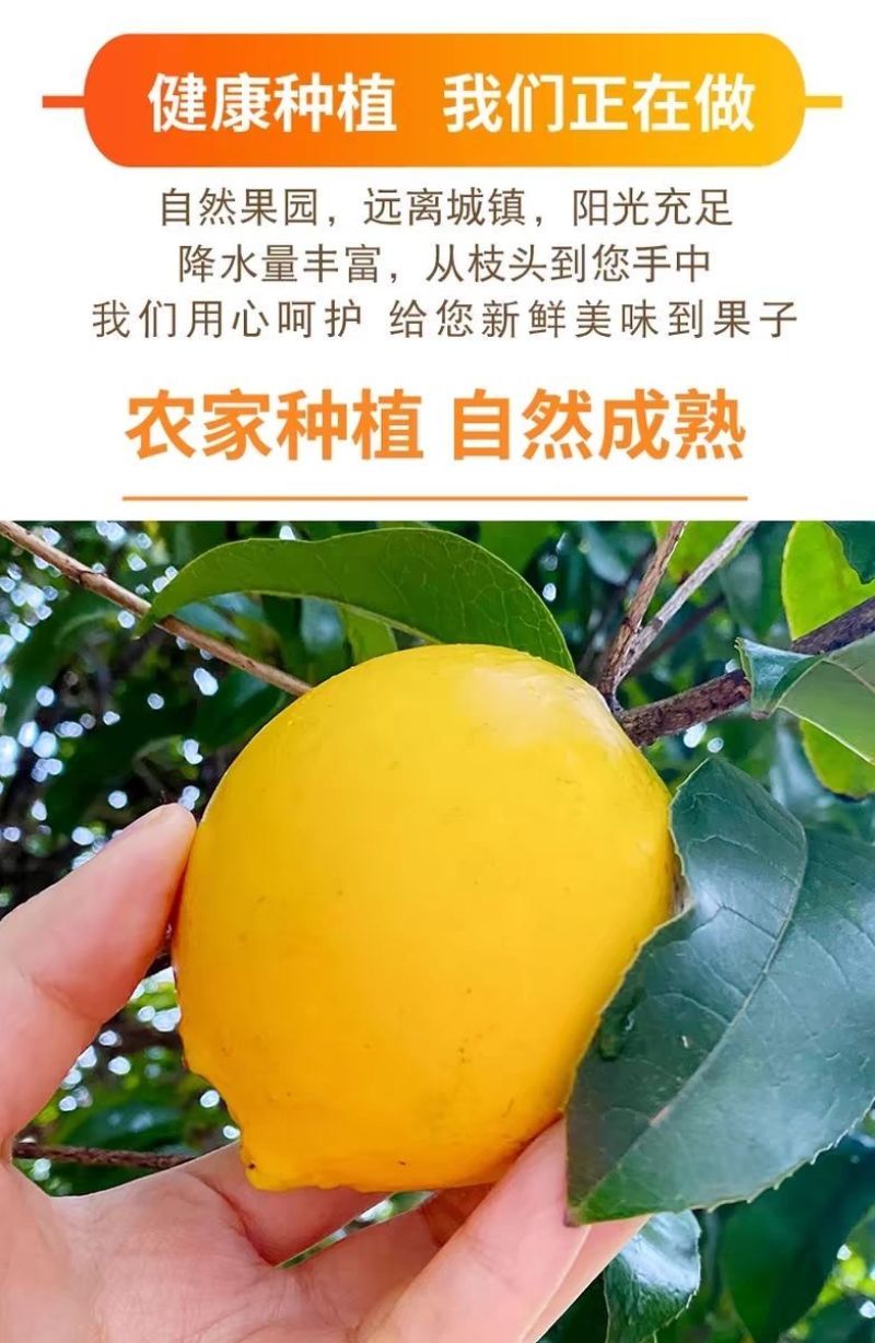 海南黄晶果批发全国发货