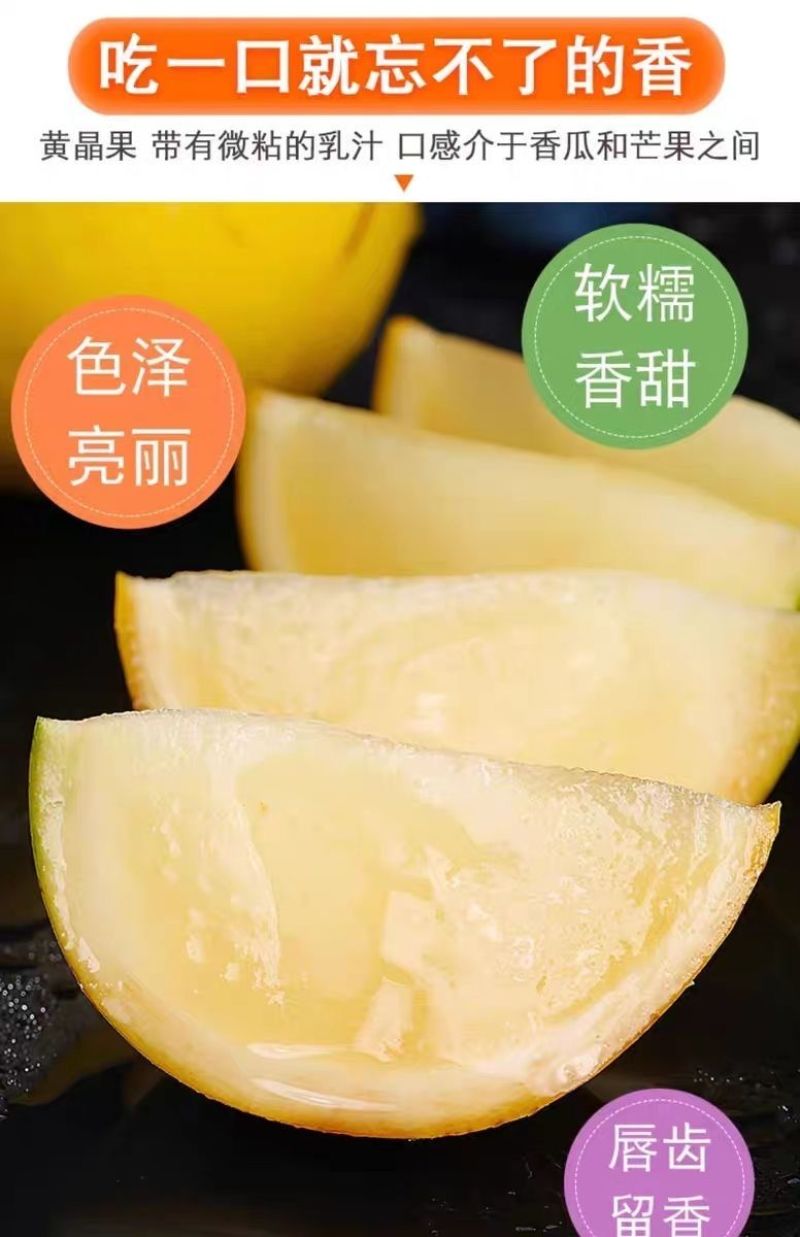 海南黄晶果批发全国发货