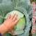 『推荐』四川寒将军甘蓝寒胜甘蓝对接全国一条龙服务量大从