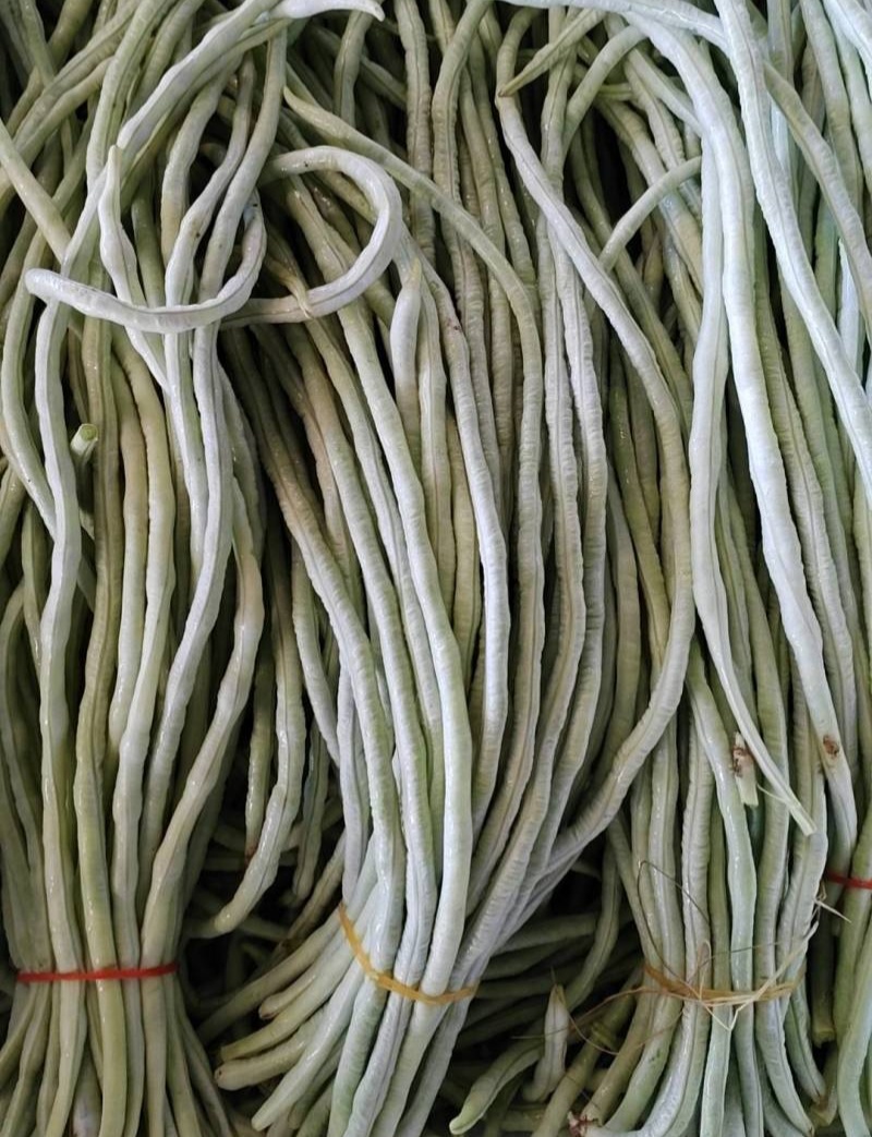 冠天下长白龙豇豆种子高产特长白条豆角种子早熟白玉豇豆种籽