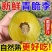 『推荐』四川青脆李基地直发保质保量现摘现发一条龙服务