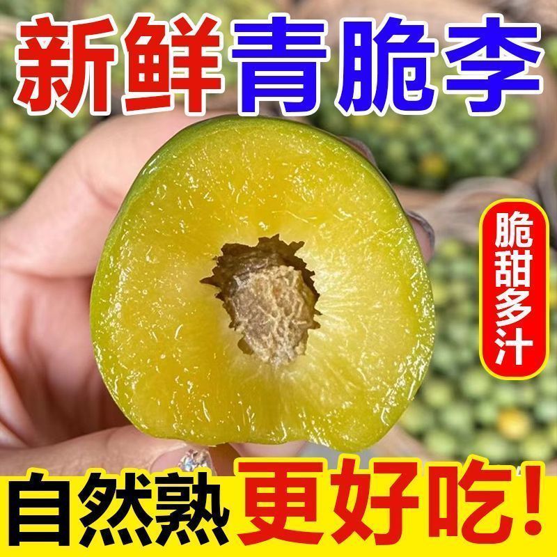 『推荐』四川青脆李基地直发保质保量现摘现发一条龙服务