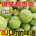 『推荐』四川青脆李基地直发保质保量现摘现发一条龙服务