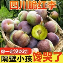 《推荐》四川脆红李基地直发保质保量现摘现发一条龙服务