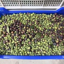 云南高山蓝莓冻果（青红果）欢迎咨询