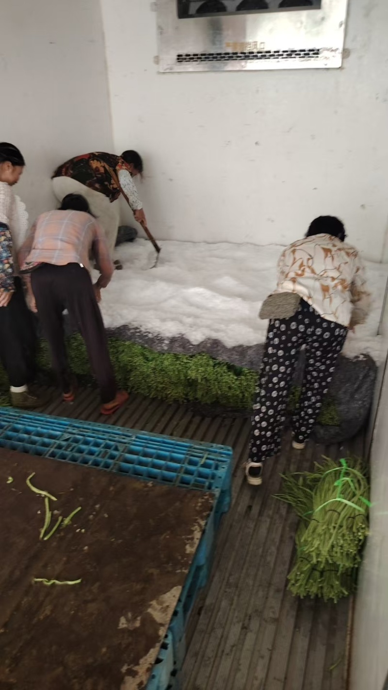 湖北荆门青条豆角现货现发量大从优欢迎来电咨询合作