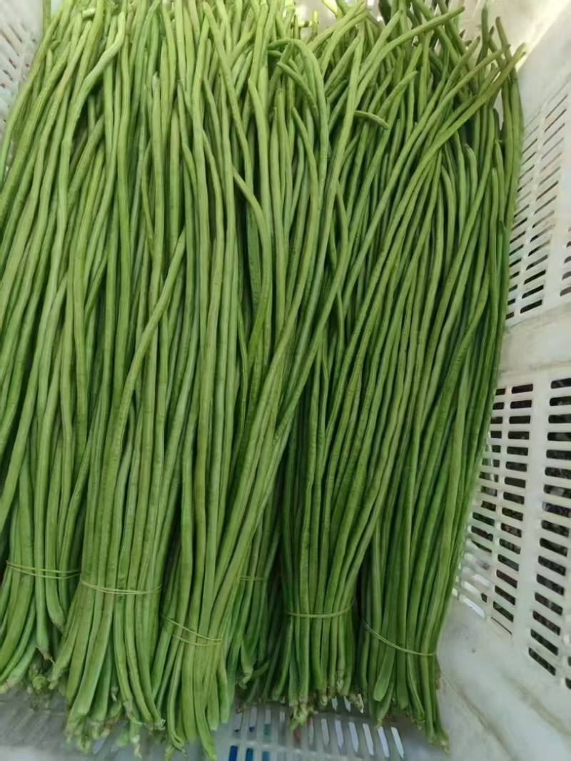 湖北荆门青条豆角现货现发量大从优欢迎来电咨询合作