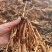 宜昌紫花对叶百部种苗源头基地现挖现发欢迎各位老板电话联系
