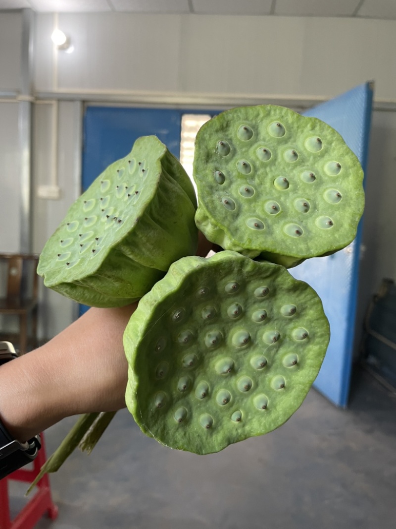 精品新鲜水果莲蓬【基地直供，可现场看基地】