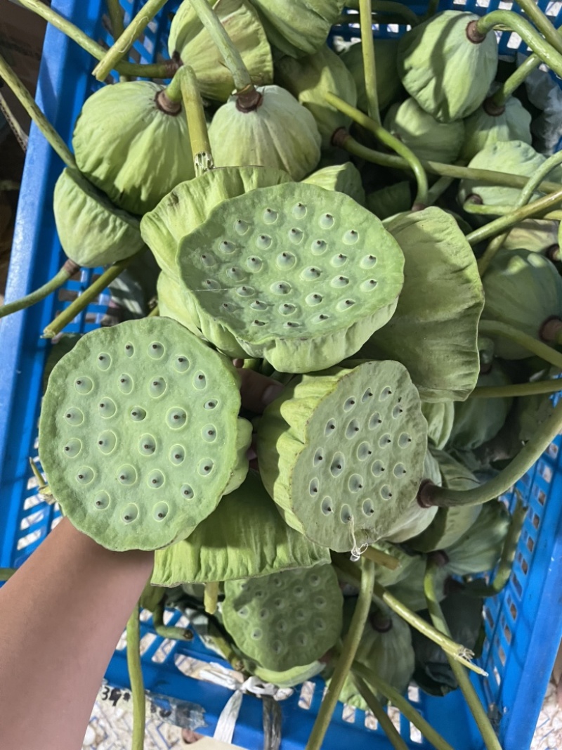 精品新鲜水果莲蓬【基地直供，可现场看基地】