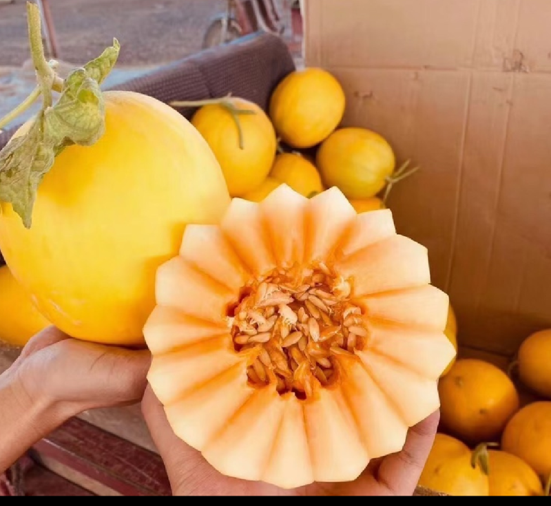 金红宝民勤蜜瓜沙漠蜜瓜，货源充足，现摘现发，保质保量