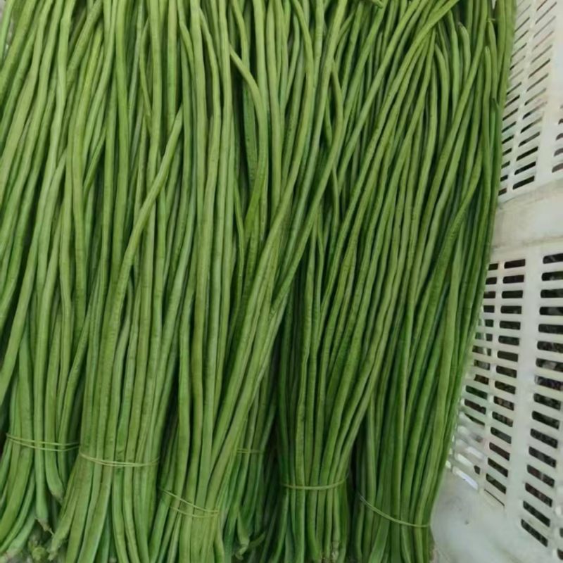 湖北荆门青条豆角现货现发量大从优欢迎来电咨询合作