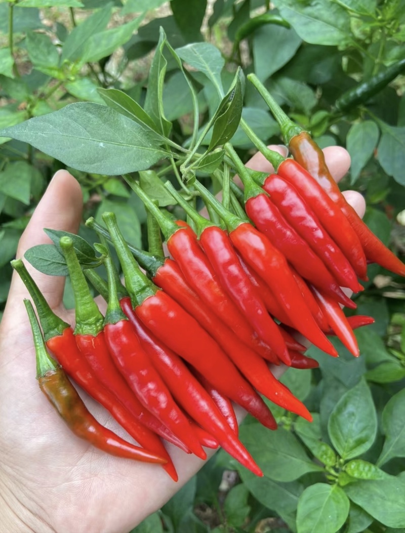小米辣椒新鲜特辣红辣椒批发蔬菜现摘朝天椒指天椒农家自种货