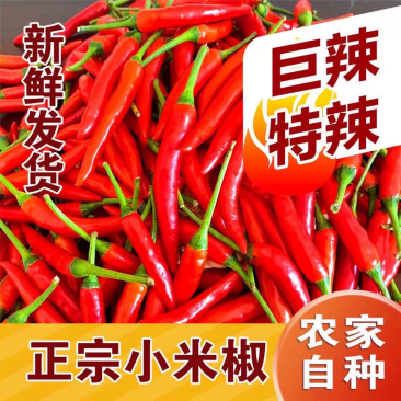 小米辣椒新鲜特辣红辣椒批发蔬菜现摘朝天椒指天椒农家自种货