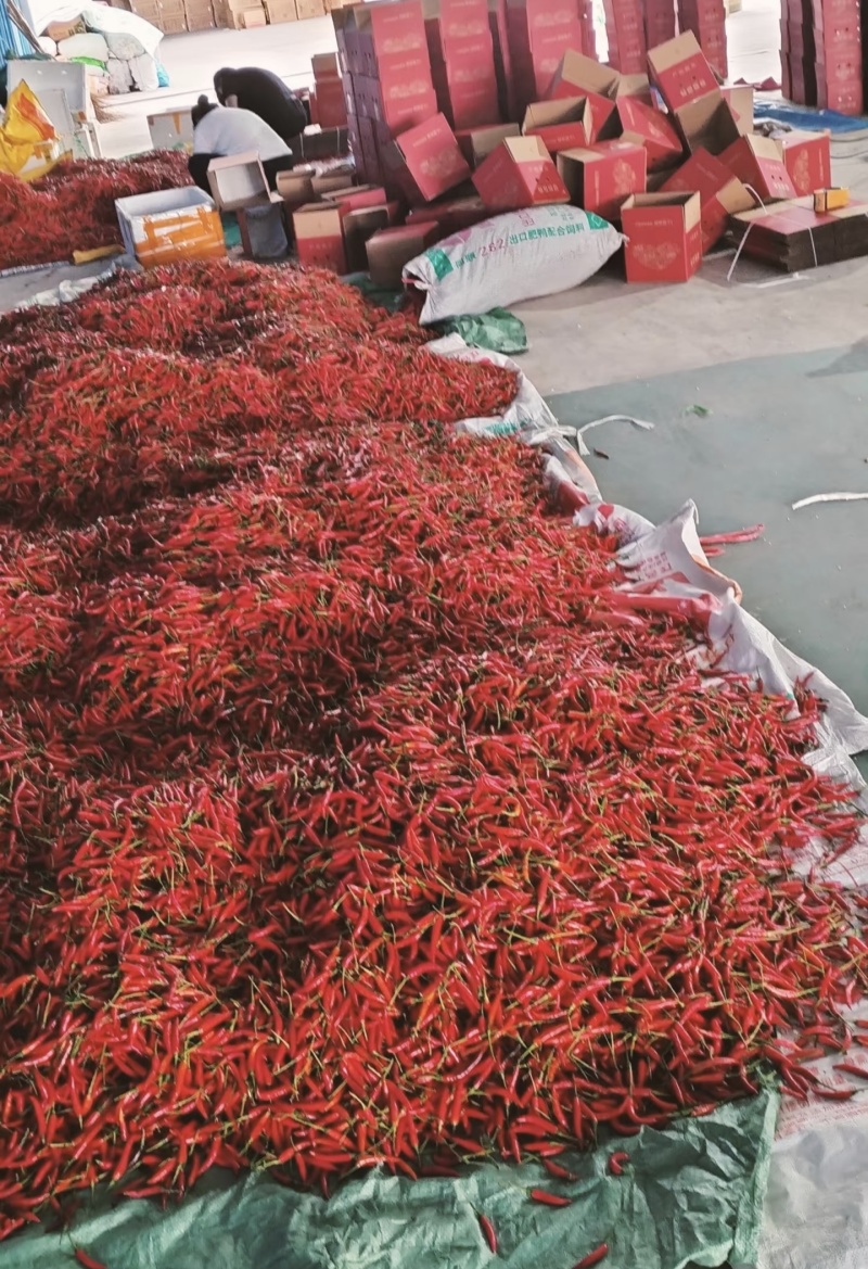 小米辣椒新鲜批发小米椒朝天椒特辣超辣薄皮土红辣椒指天椒