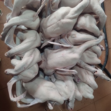 广东清远黑棕鹅光鹅