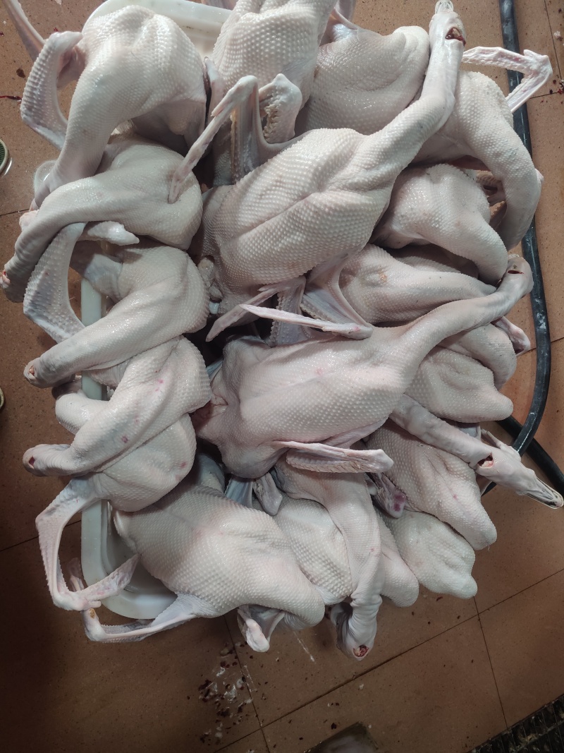 广东清远黑棕鹅光鹅