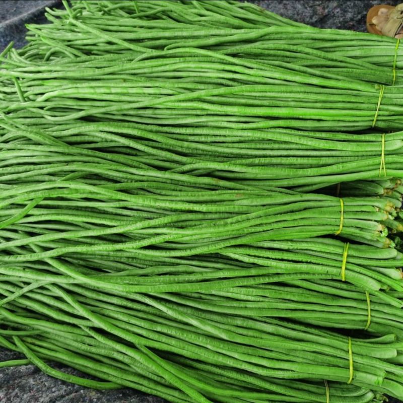 高田518豆角种子特长黑眉豇豆种子紫花超长豆角种籽深绿